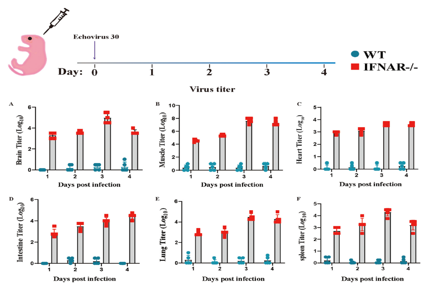 基础医学院师生在TOP期刊Journal of Virology上发表研究论文